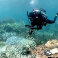 A scuba diver examining coral underwater